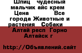 Шпиц - чудесный мальчик айс-крем › Цена ­ 20 000 - Все города Животные и растения » Собаки   . Алтай респ.,Горно-Алтайск г.